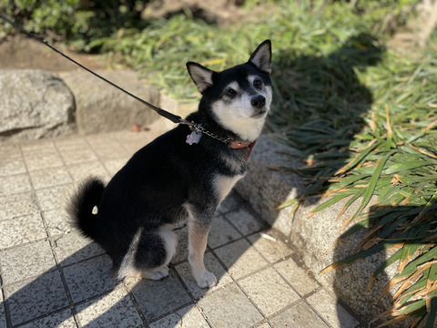 7EF0A2DB-7CFA-4F83-8754-DC076D532D78_1_105_c