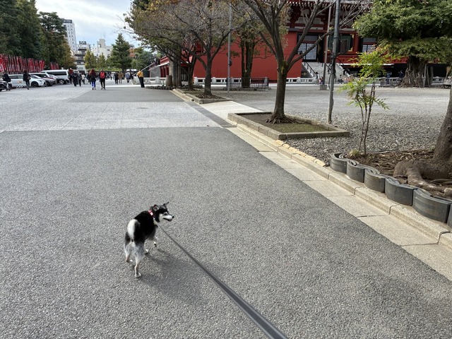 F43DD987-79E2-428D-AF70-F6D04A409056_1_105_c