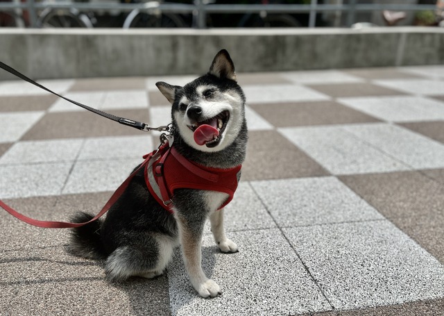 大暑のココイチカレーとげってんの小宴