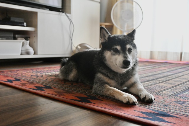 982EFAA9-ED19-4C07-88CE-B26DE119EF23_1_201_a