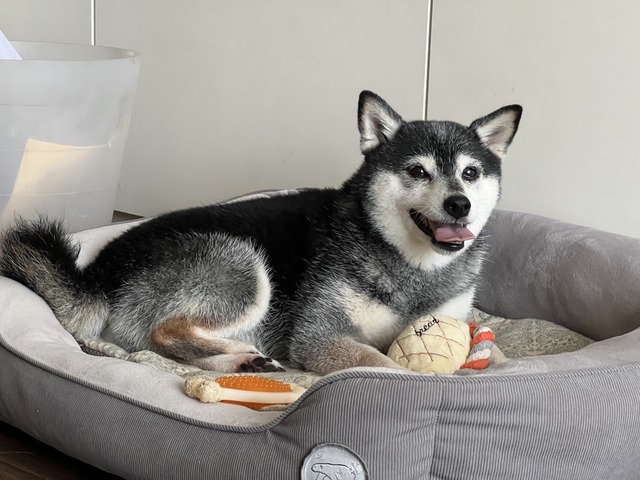 杪夏（びょうか）の玉子焼きごはんとガストの小宴