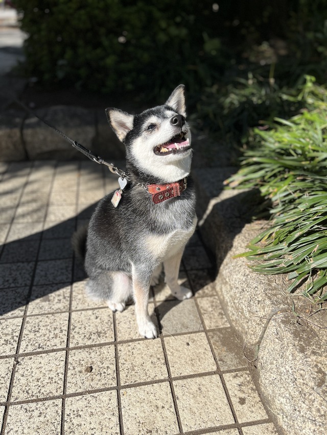 曇天のシャウエッセンランチと厚揚げ大根