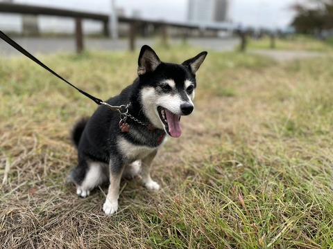 文化の日のデミグラハンバーグとミラノ風チキンカツ