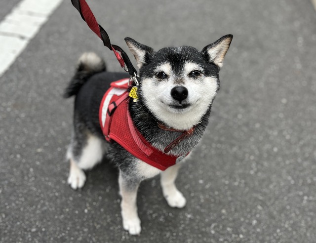 休日労働のチキンカツと移民映画と中華の小宴