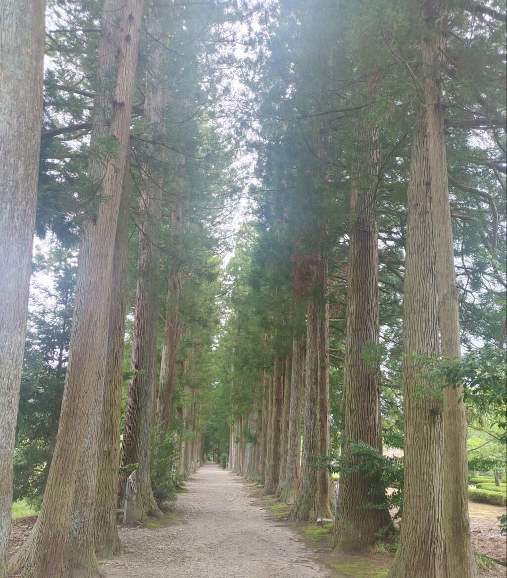 パワースポットへ！栂並木が美しく新鮮！上市町の眼目山 立山寺