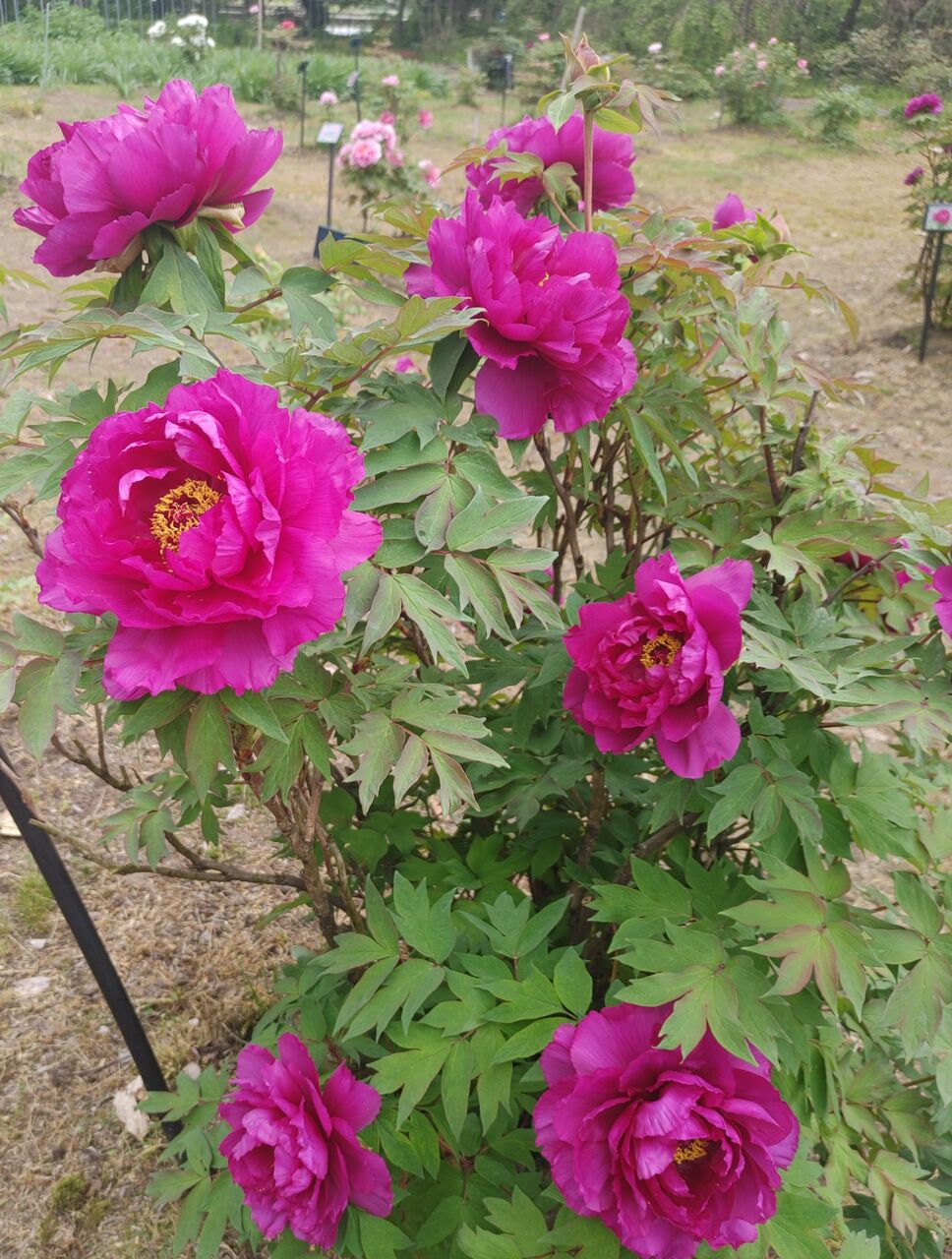 富山県薬用植物指導センター(上市町)で牡丹(ボタン)の花が見頃！入場