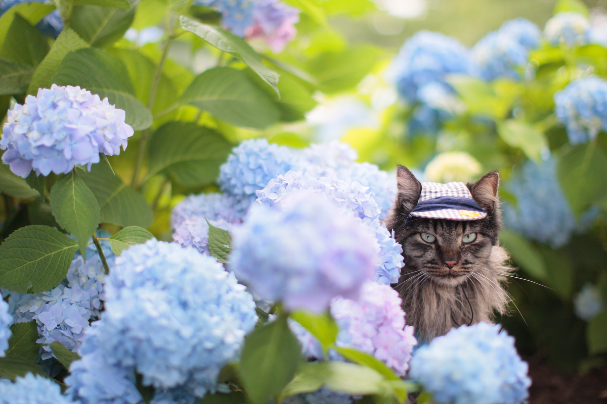 紫陽花猫 Al May Pupu