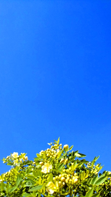 どこまでも青い空 好き 楽しい 古い