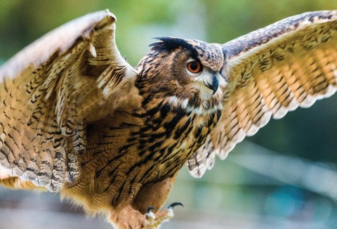 owl_flapping_wings