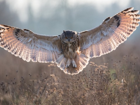 owl-grass-flying-wings-flap-1400x1050[1]