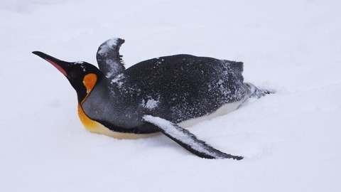 penguin[1]