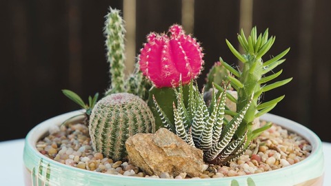 Cactus Container Garden[1]