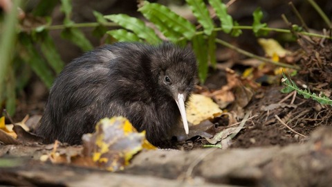 north-island-brown-kiwi-rotorua-