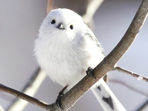 230e9e2b49133c67821ad2ddc4f48875