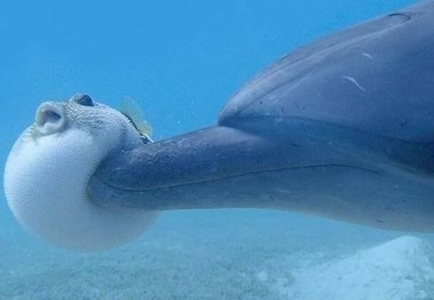 星のカービィ|リボンのエロ画像 | ニジエロ ...