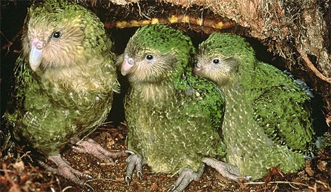 Kakapo[1]
