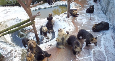 bear_female01-1280x680[1]