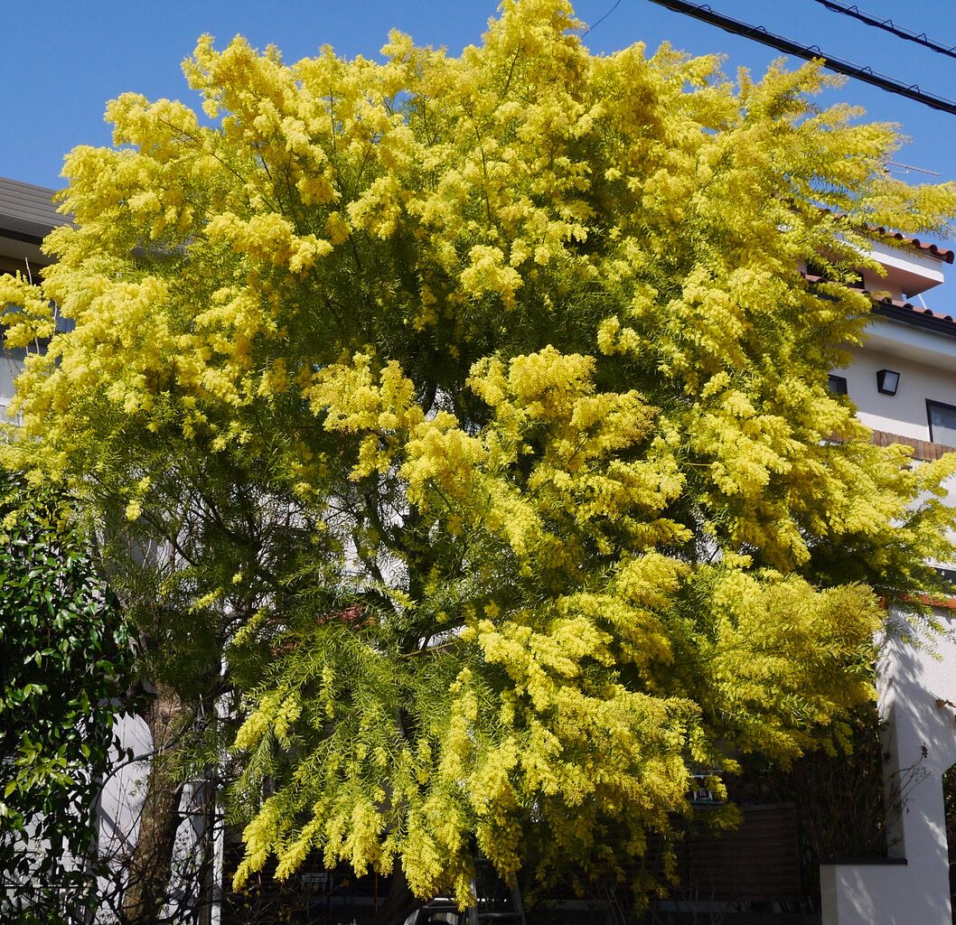 21年03月13日 Jupiterhのblog 旅と書評 平成 令和徒然紀行 21年03月13日 Jupiterhのblog 旅と書評 平成 令和徒然紀行