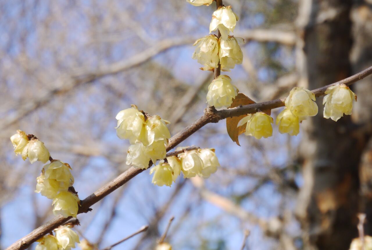 蠢動 華やかな春の花たち と漢字 令和徒然紀行 Jupiterhのblog 旅と書評 平成 令和徒然紀行