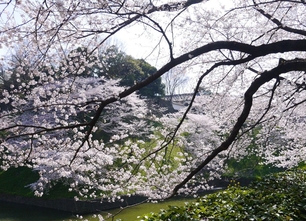 のか なぜ を 巡り合う