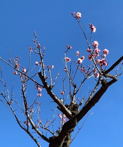 牧子、還暦過ぎてチューボーに入る　内館牧子　鈴木登紀子　土井善晴　料理　レシピ Amazon.co.jp: 牧子、還暦過ぎてチューボーに入る eBook : 内館