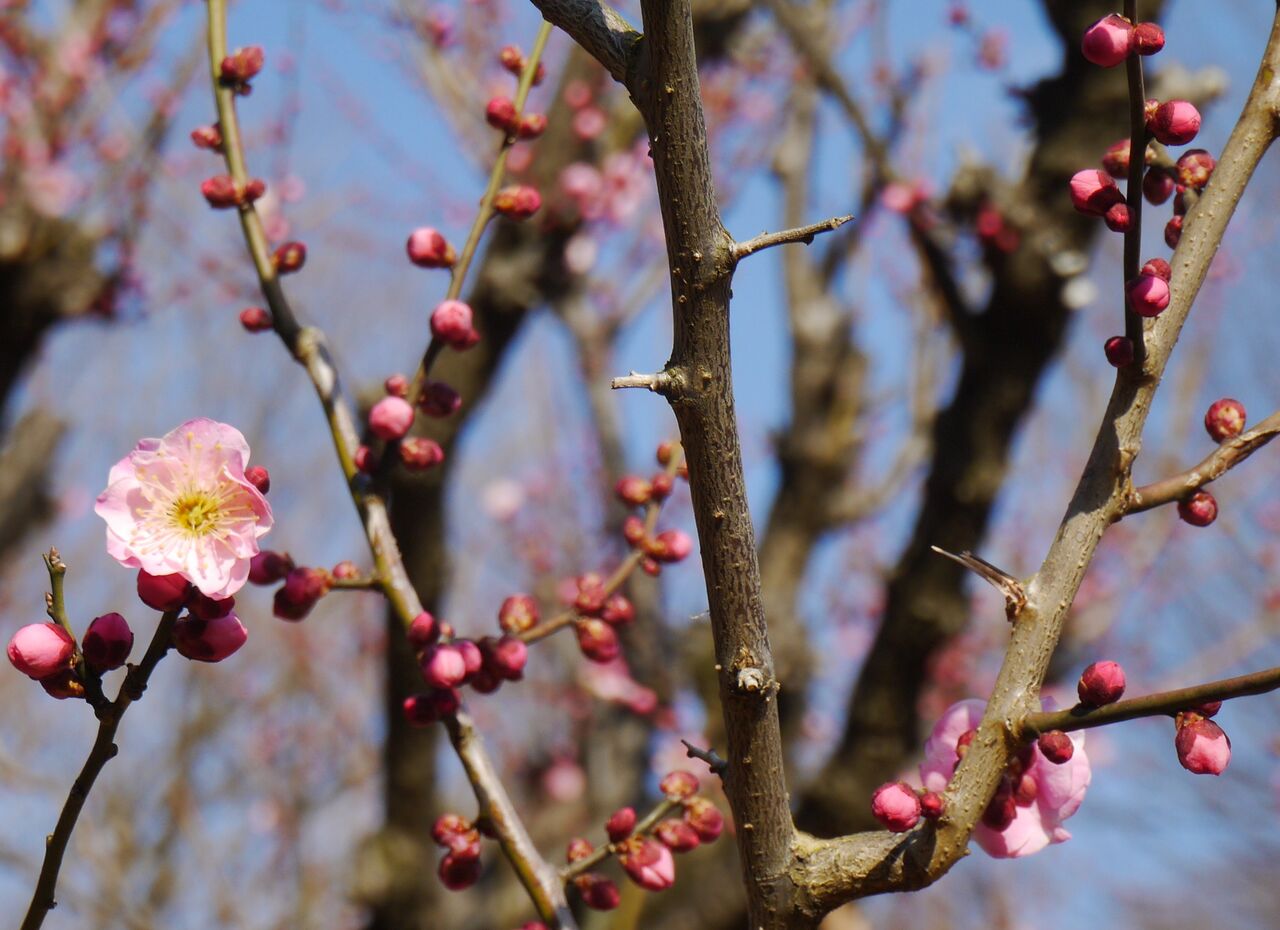 蠢動 華やかな春の花たち と漢字 令和徒然紀行 Jupiterhのblog 旅と書評 平成 令和徒然紀行