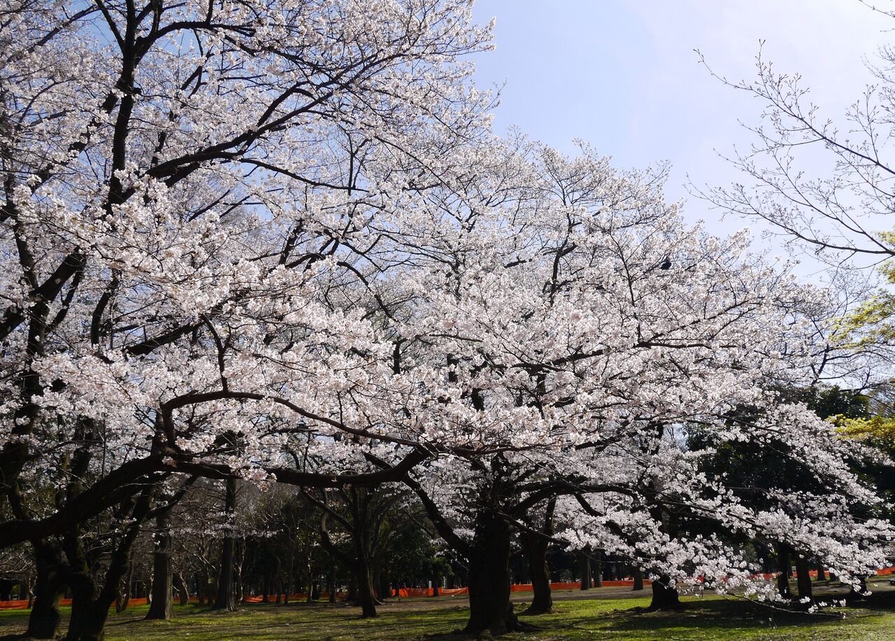 代々木公園の桜と 他山の石 令和徒然紀行 Jupiterhのblog 旅と書評 平成 令和徒然紀行 代々木公園の桜と 他山の石 令和徒然紀行 Jupiterhのblog 旅と書評 平成 令和徒然紀行