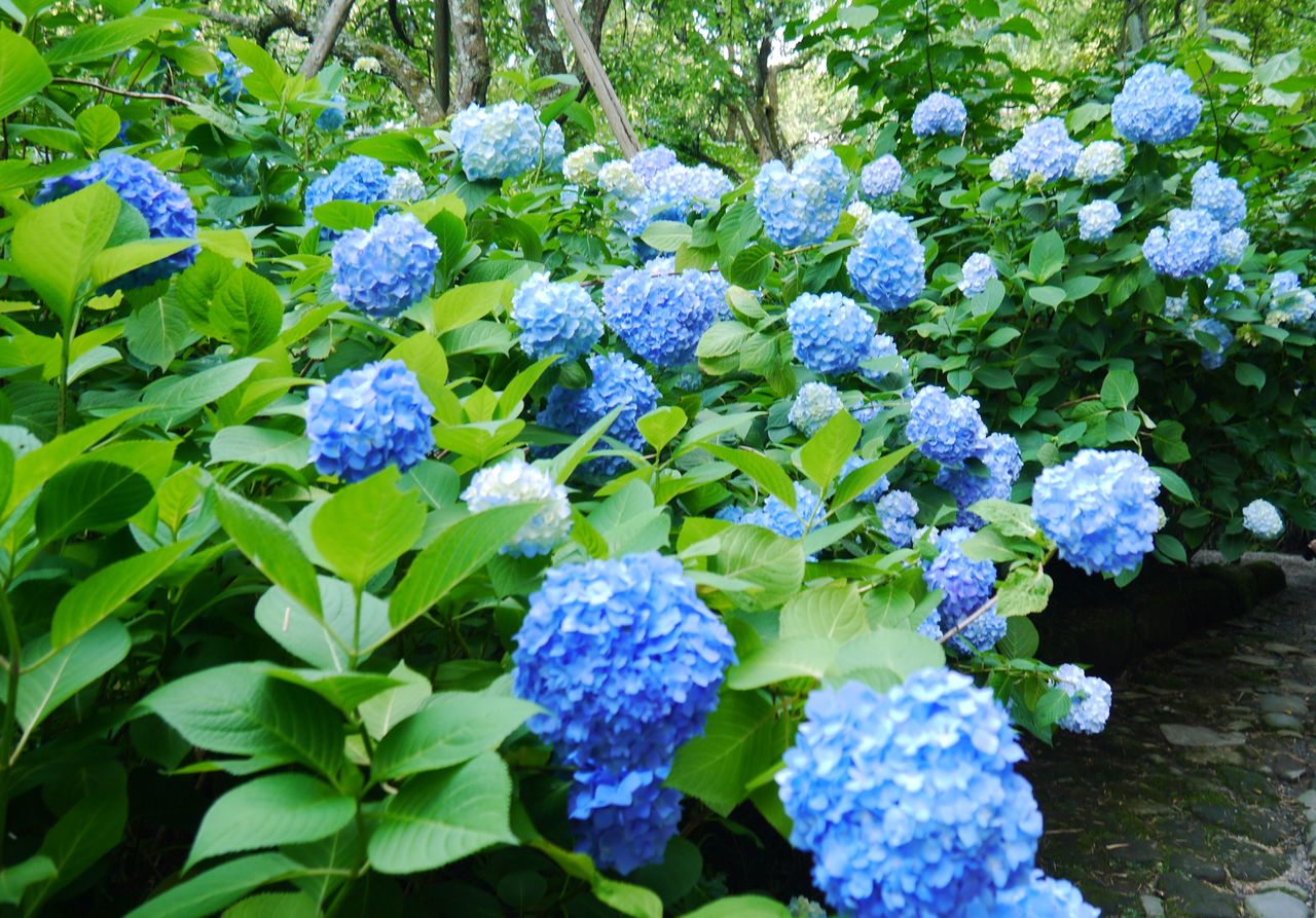 アジサイ七変化 平成 令和徒然紀行 Jupiterhのblog 旅と書評 平成 令和徒然紀行 アジサイ七変化 平成 令和徒然紀行 Jupiterhのblog 旅と書評 平成 令和徒然紀行