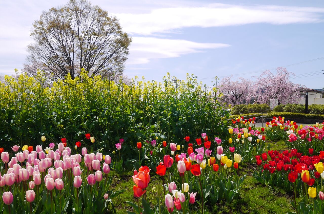 チューリップと風の吊り橋 秦野戸川公園 令和徒然紀行 ジュピターのブログ 令和徒然紀行