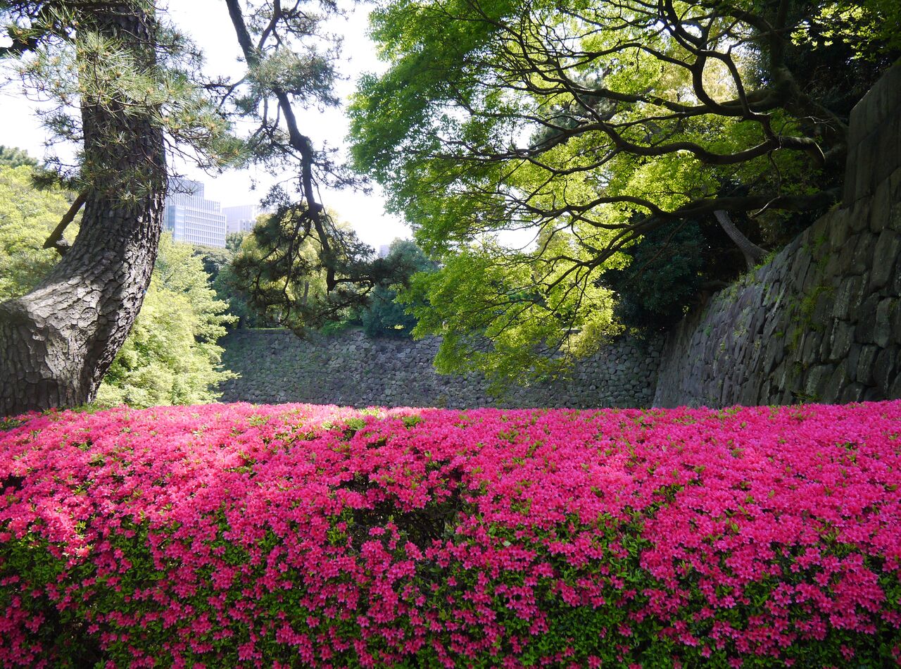 久し振りに皇居・東御苑を訪問②二の丸庭園～諏訪の茶屋まで