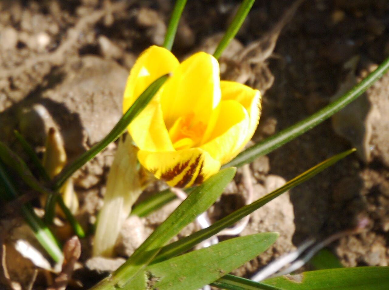 蠢動 華やかな春の花たち と漢字 令和徒然紀行 Jupiterhのblog 旅と書評 平成 令和徒然紀行