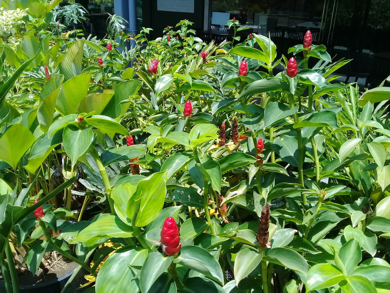 フィリピンの一般的な花 なんかフィリピンの風景
