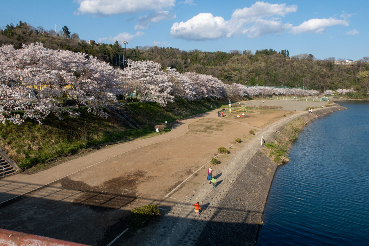 上野原 桂川の桜2 Photographic