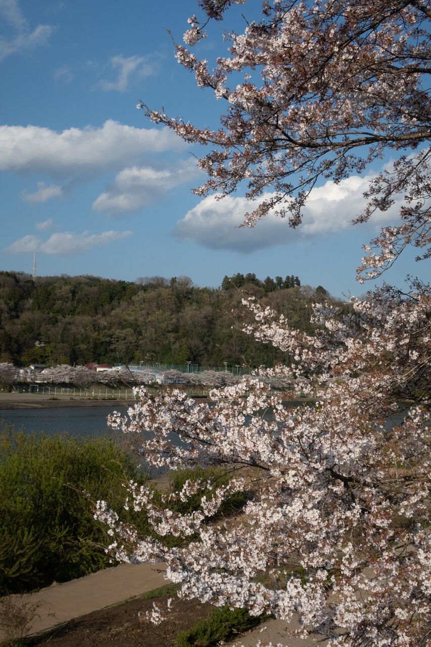 上野原 桂川の桜2 Photographic