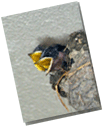 gtyox7b6.gif