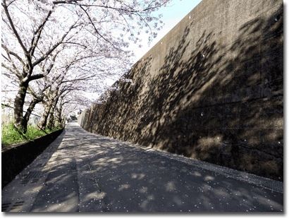 武岡下公園の桜02