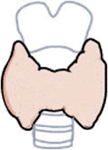 thyroid.gif