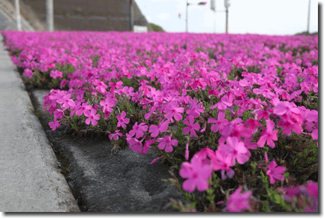 芝桜