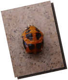 2009060122285923491.gif
