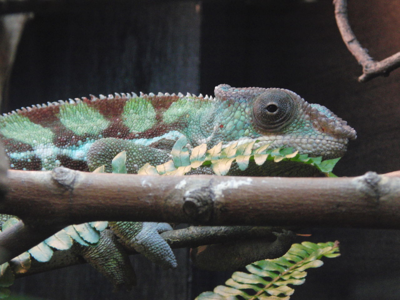 上野動物園へｇｏ イキテルダケデマルモウケ
