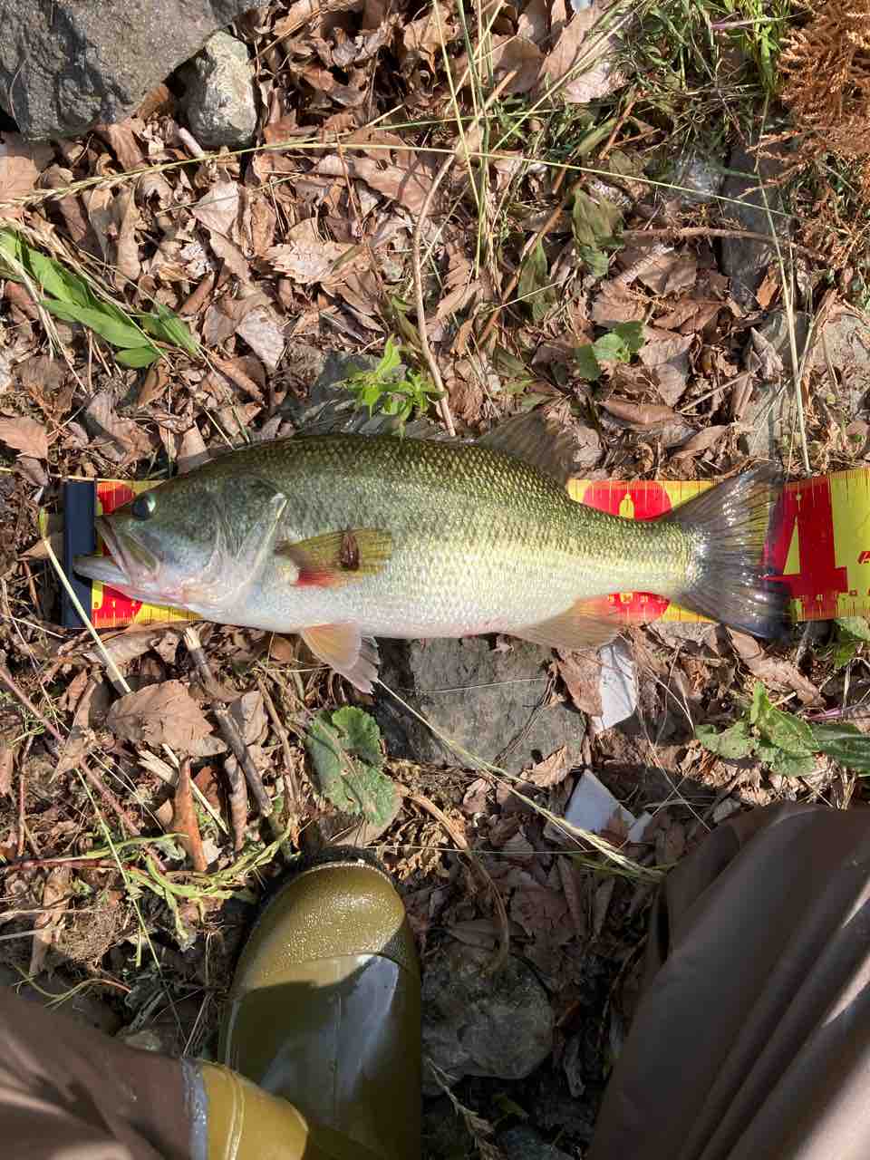 河口湖のバス釣り釣果21 6 27 Weekend Angler 河口湖のバス釣り釣果21 6 27 Weekend Angler