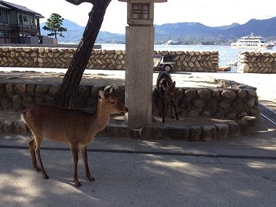 IMG_7609