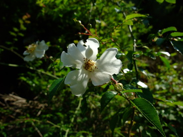 DSCF2200