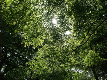 井の頭公園