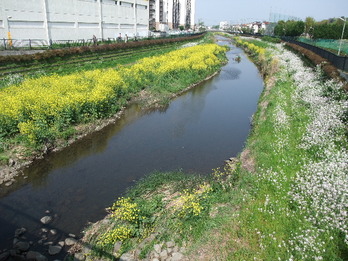 野川