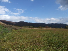 そば畑