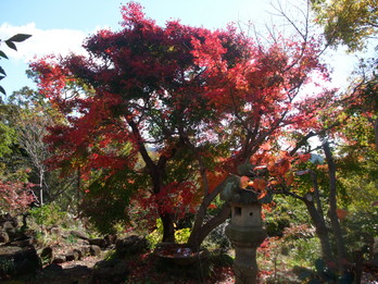 紅葉