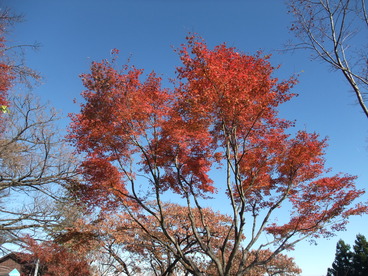 DSCF3239