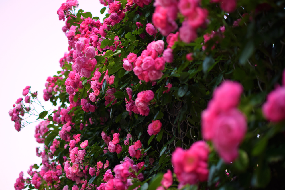 f:id:rise_more:20160528001336j:plain