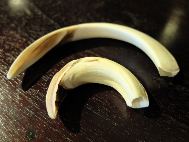 猪の牙 じゃじゃ嫁日記 Powered By ライブドアブログ 猪の牙 じゃじゃ嫁日記 Powered By ライブドアブログ